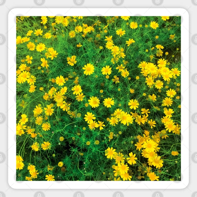 Blooming sulfur cosmos (yellow cosmos) flower bushes Magnet by FOGSJ